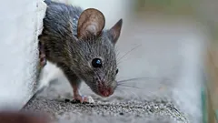 ネズミを簡単に追い払う方法:この匂いでげっ歯類が逃げ出す