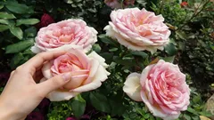 バラは大きくふっくらとしたつぼみを咲かせる：園芸家が肥料の作り方を伝授