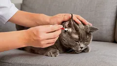 動物学者：猫の耳は自宅で何を使って、どうやって正しく掃除すべきか