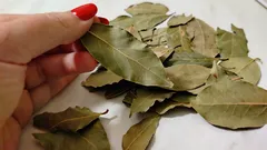 月桂樹の葉で若返る方法：効果はわずか数日で実感できる