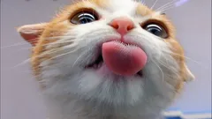 猫が区別できない味とは?その答えにはきっと驚くでしょう