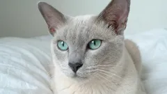 決してあなたを一人にしない、最も忠実な猫7種