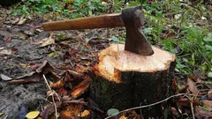 スコップも重機も不要:切り株を簡単に撤去する意外と知られていない方法