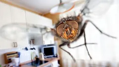 春にやっておくべきこと:たった1つの材料で家の中のハエや幼虫を駆除