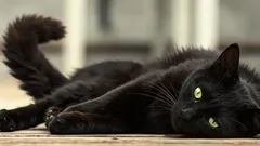 横になっている猫がしっぽで床を叩く理由:動物学者がそのサインの真意を解説