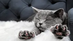 なぜ猫は飼い主を前足でふみふみするのか――動物学者が本当の理由を解説